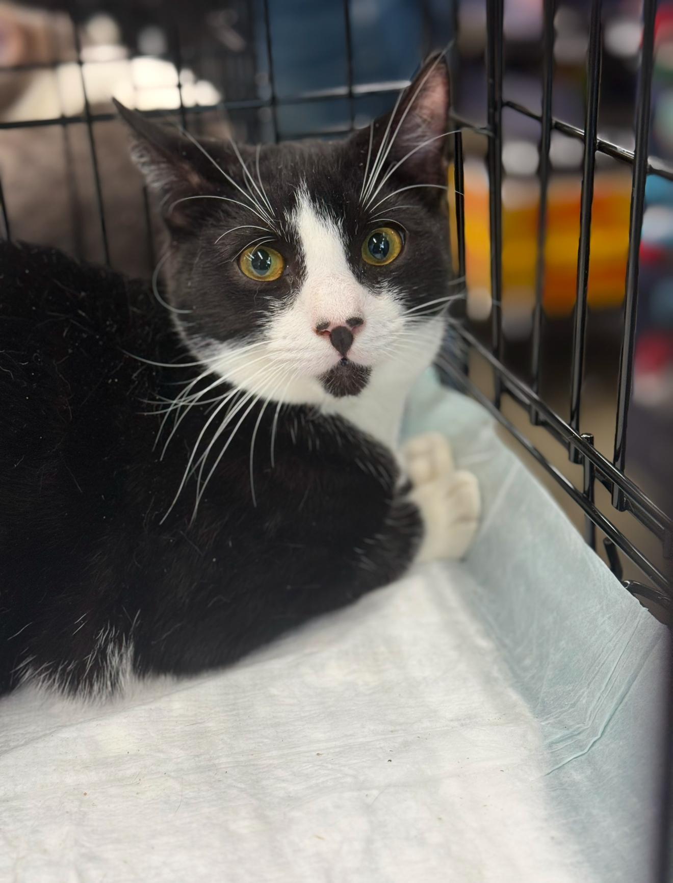 Targee, a Adoptable American Shorthair in Staten Island, NY image 3/6