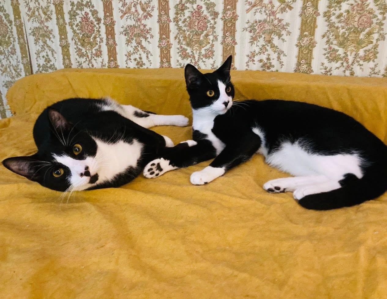 Targee, a Adoptable American Shorthair in Staten Island, NY image 1/6