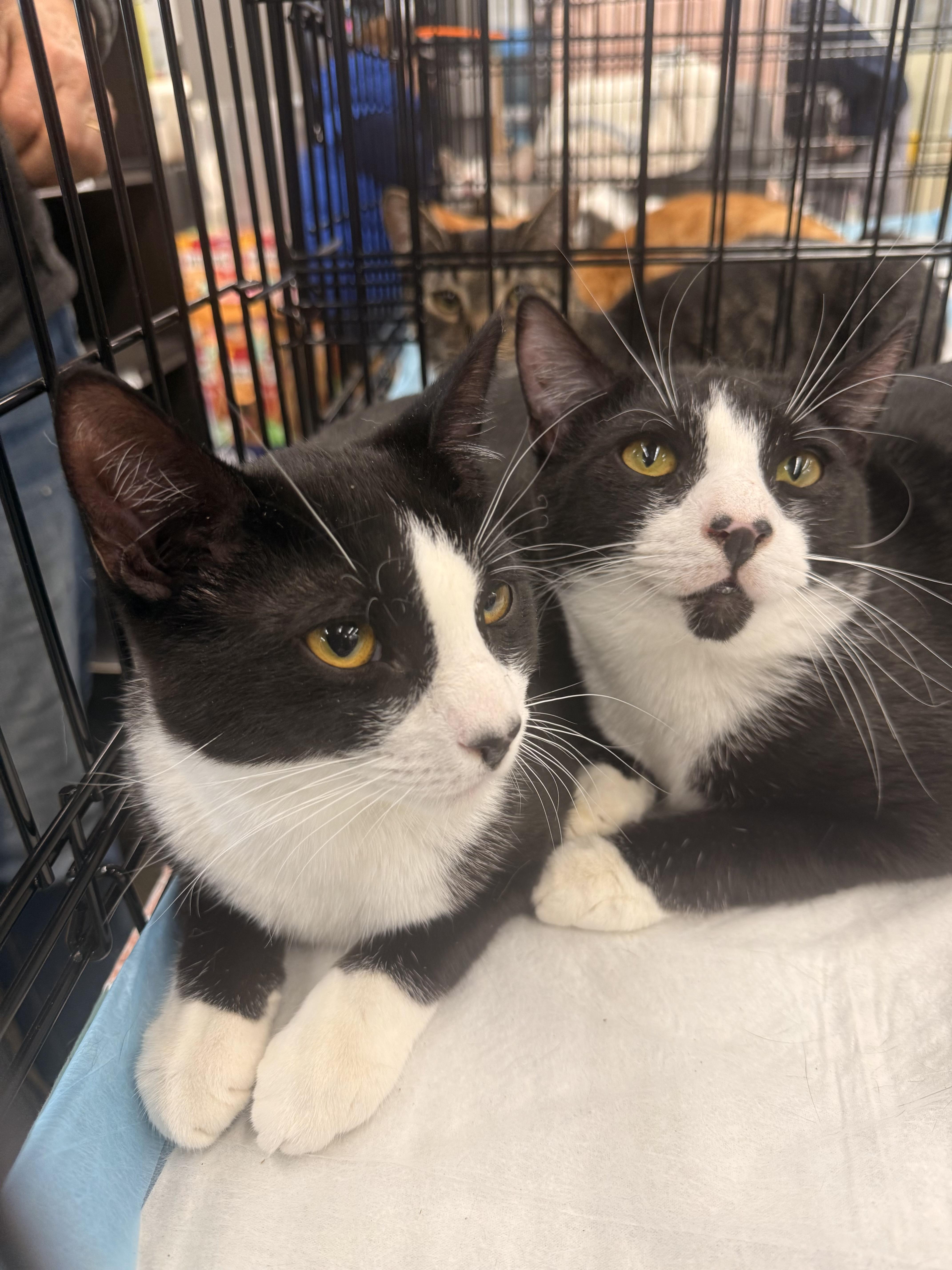 Targee, a Adoptable American Shorthair in Staten Island, NY image 6/6