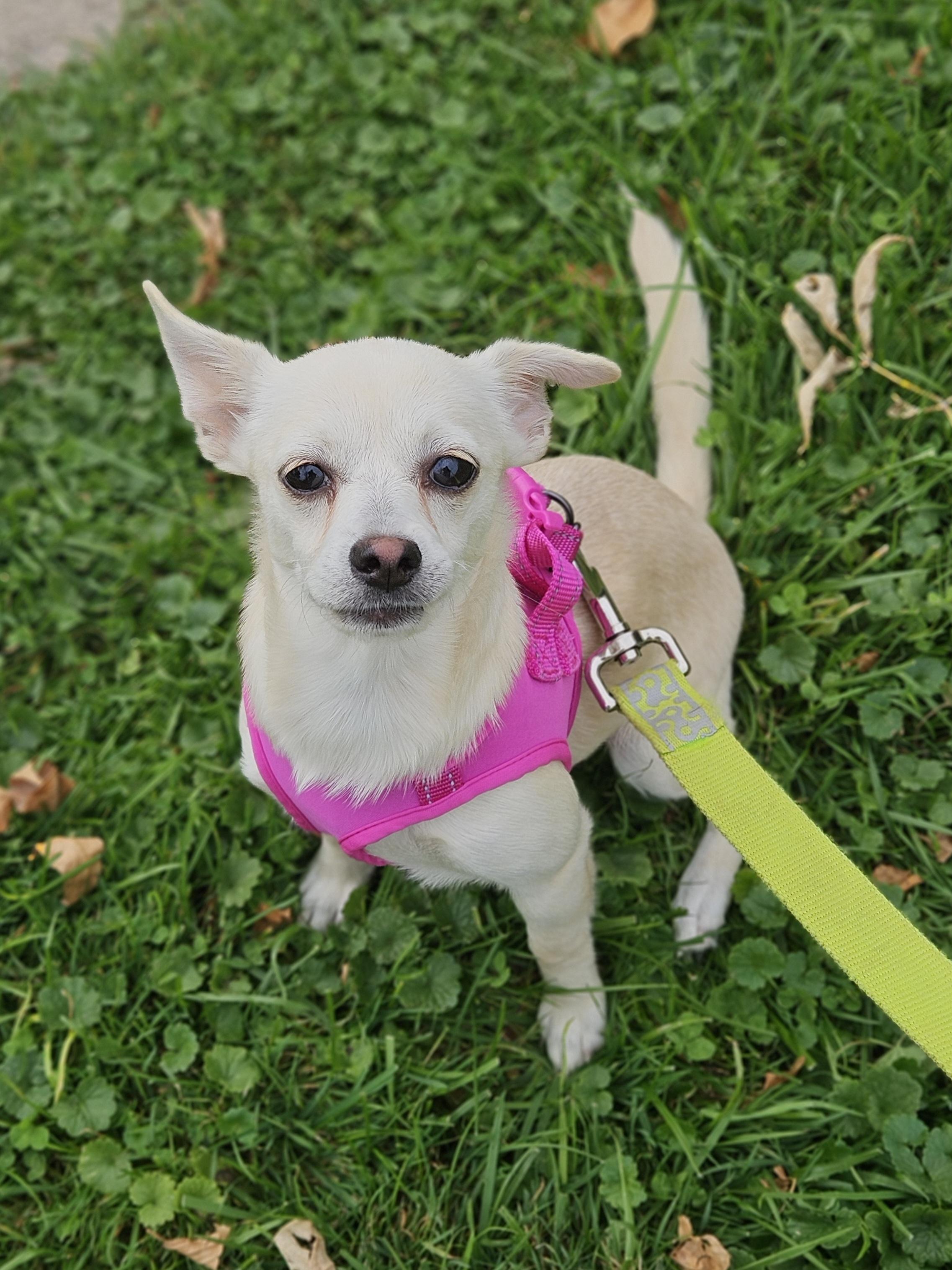 Enlarge TULIP 425, a Adoptable mixed breed in Milwaukee, WI image 6/6