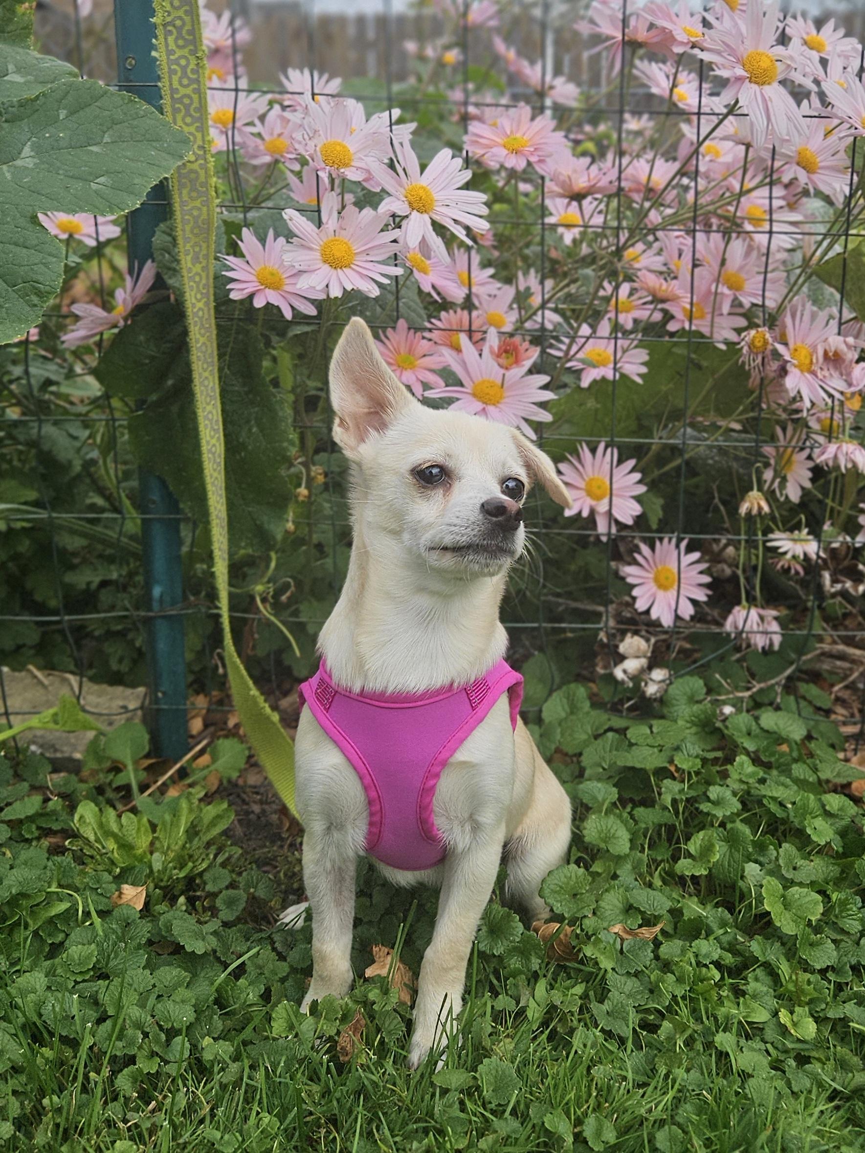 Enlarge TULIP 425, a Adoptable mixed breed in Milwaukee, WI image 3/6
