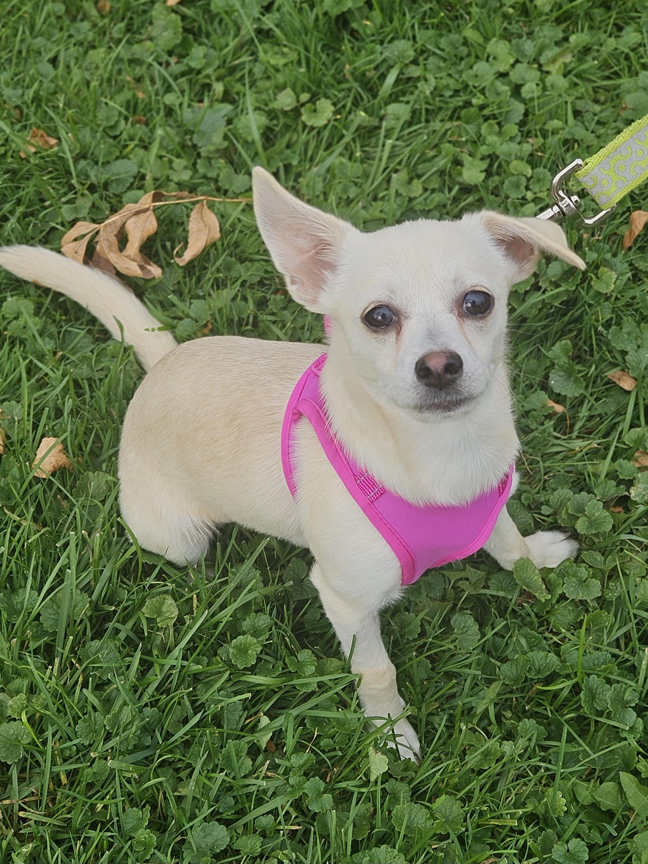 TULIP 425, Adoptable, Young Female Chihuahua.