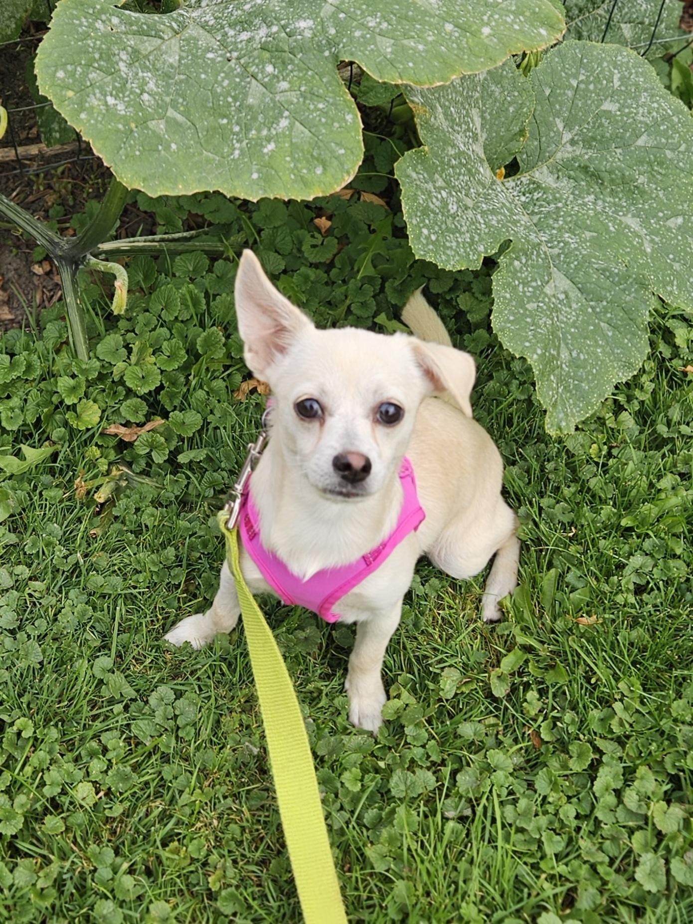 Enlarge TULIP 425, a Adoptable mixed breed in Milwaukee, WI image 5/6