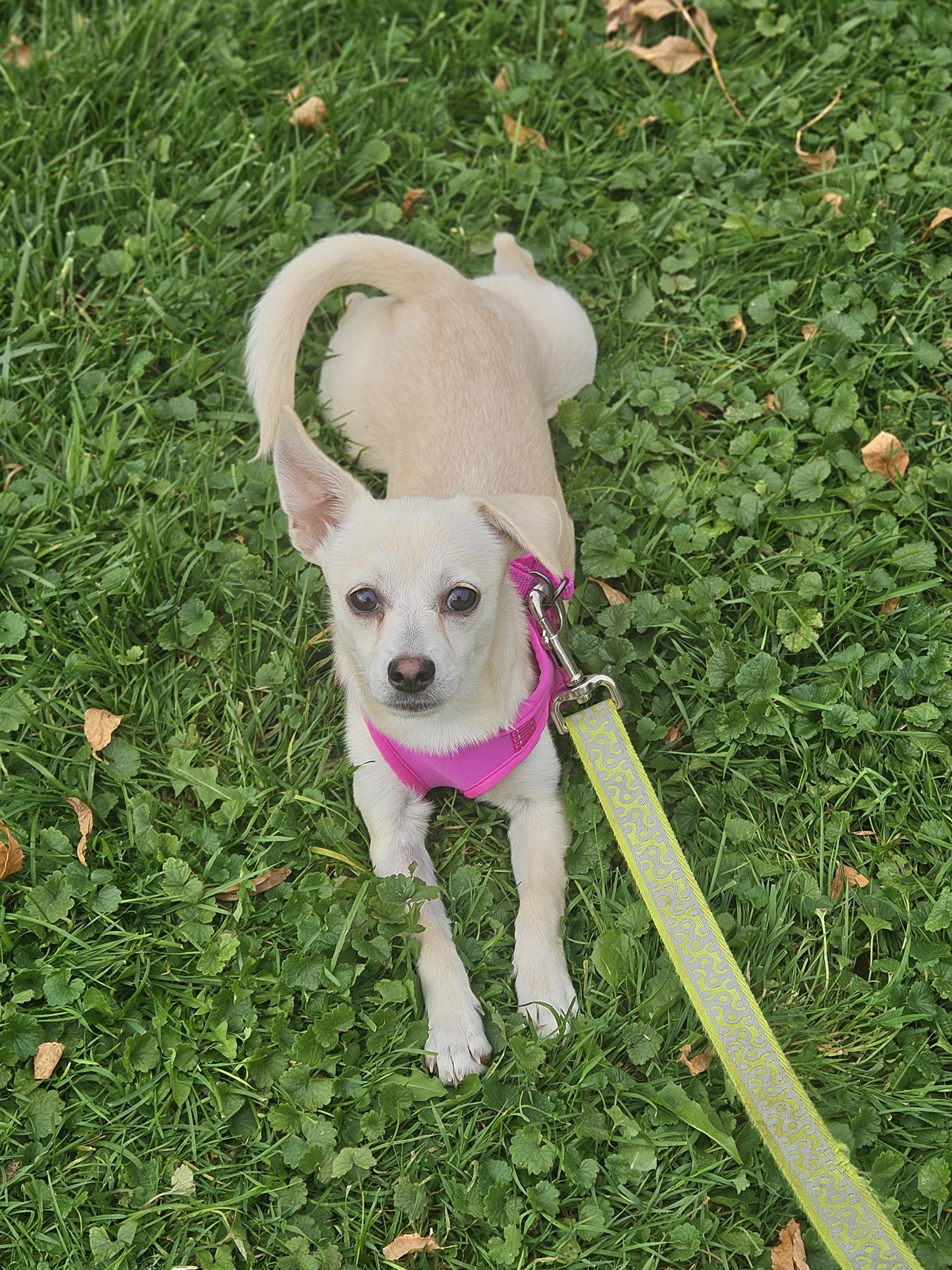 Enlarge TULIP 425, a Adoptable mixed breed in Milwaukee, WI image 2/6