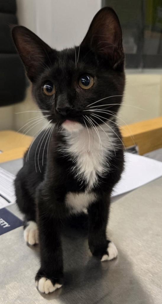 Alejandro, Adoptable, Kitten Male Domestic Medium Hair.