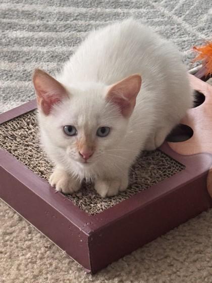 Enlarge Wakko, a Adoptable mixed breed in Lawrenceville, GA image 1/1