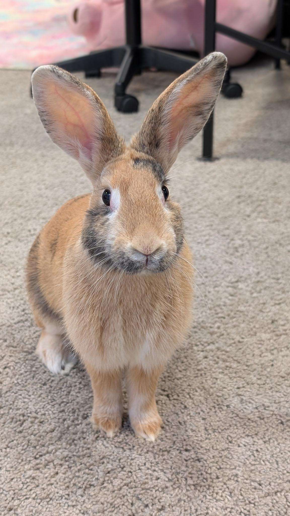 Bun Jovi , ADOPTABLE, Young Male American.