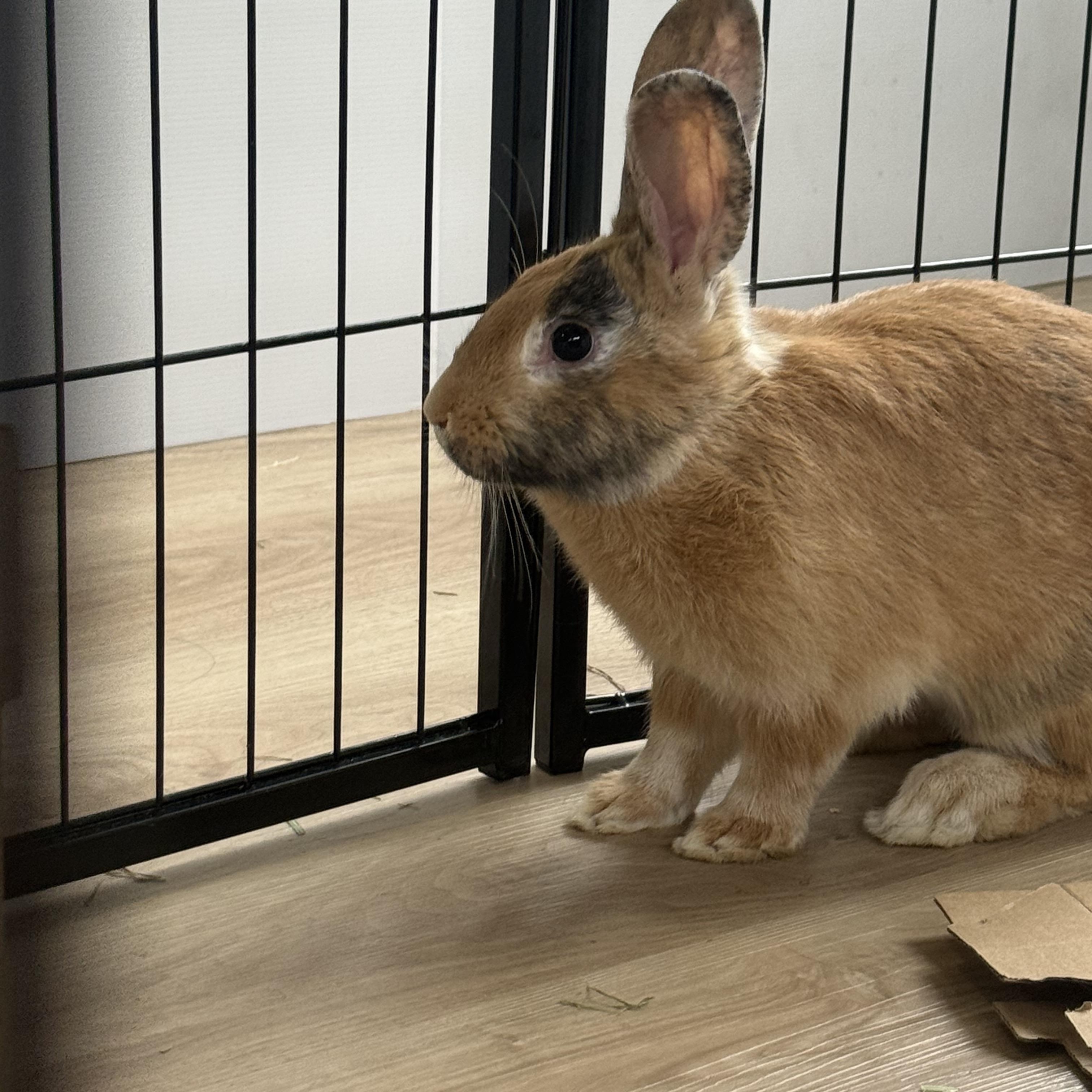 Enlarge Bun Jovi , a ADOPTABLE mixed breed in Frederick, MD image 4/4