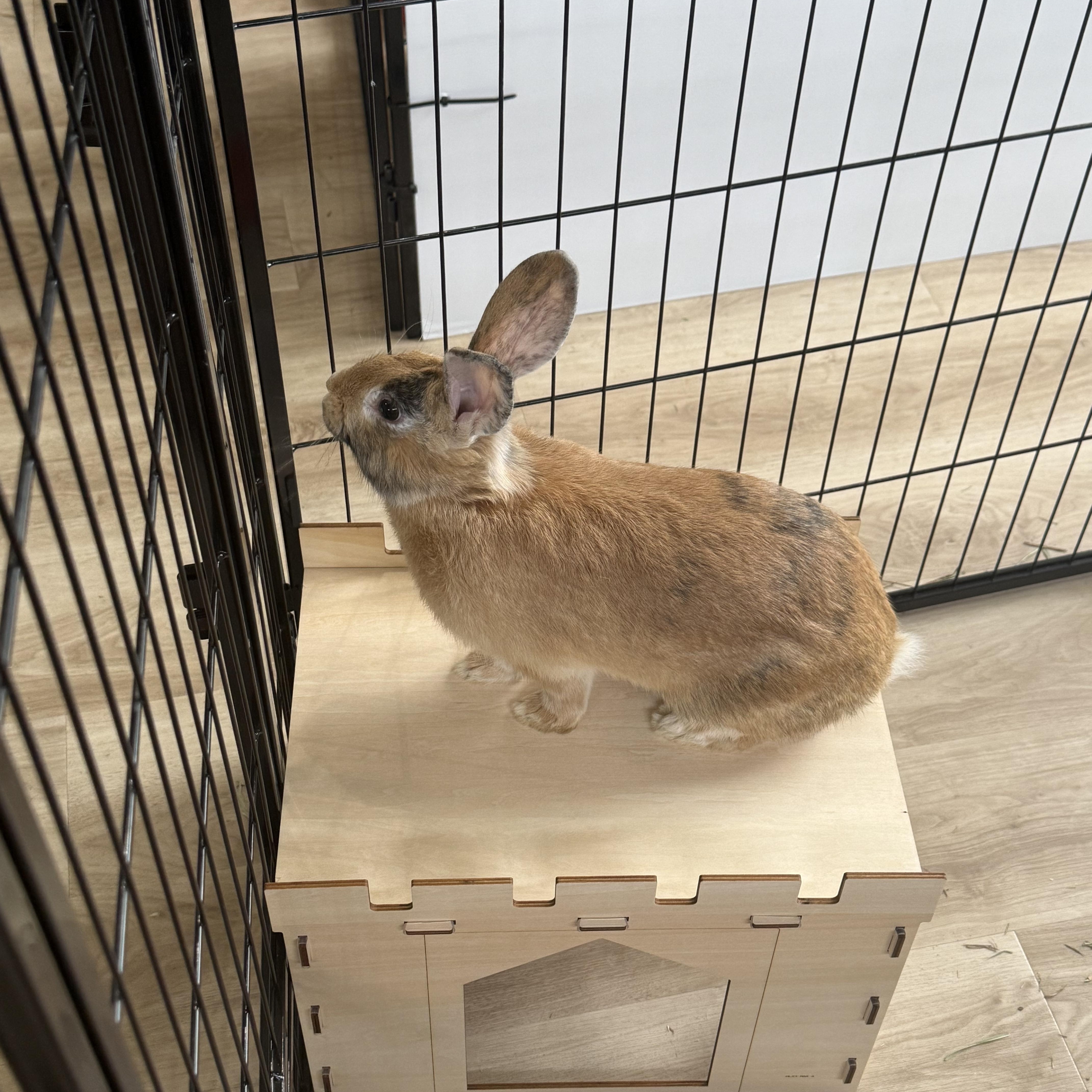 Enlarge Bun Jovi , a ADOPTABLE mixed breed in Frederick, MD image 2/4