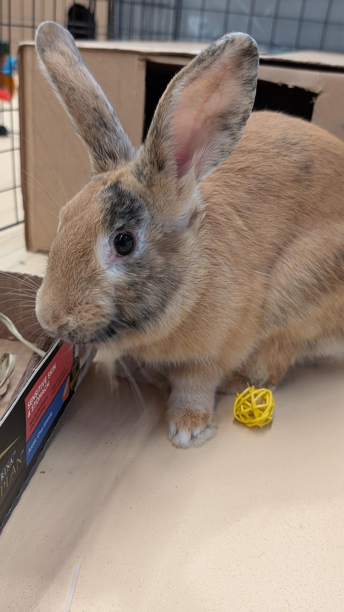 Bun Jovi , a ADOPTABLE mixed breed in Frederick, MD image 2/6