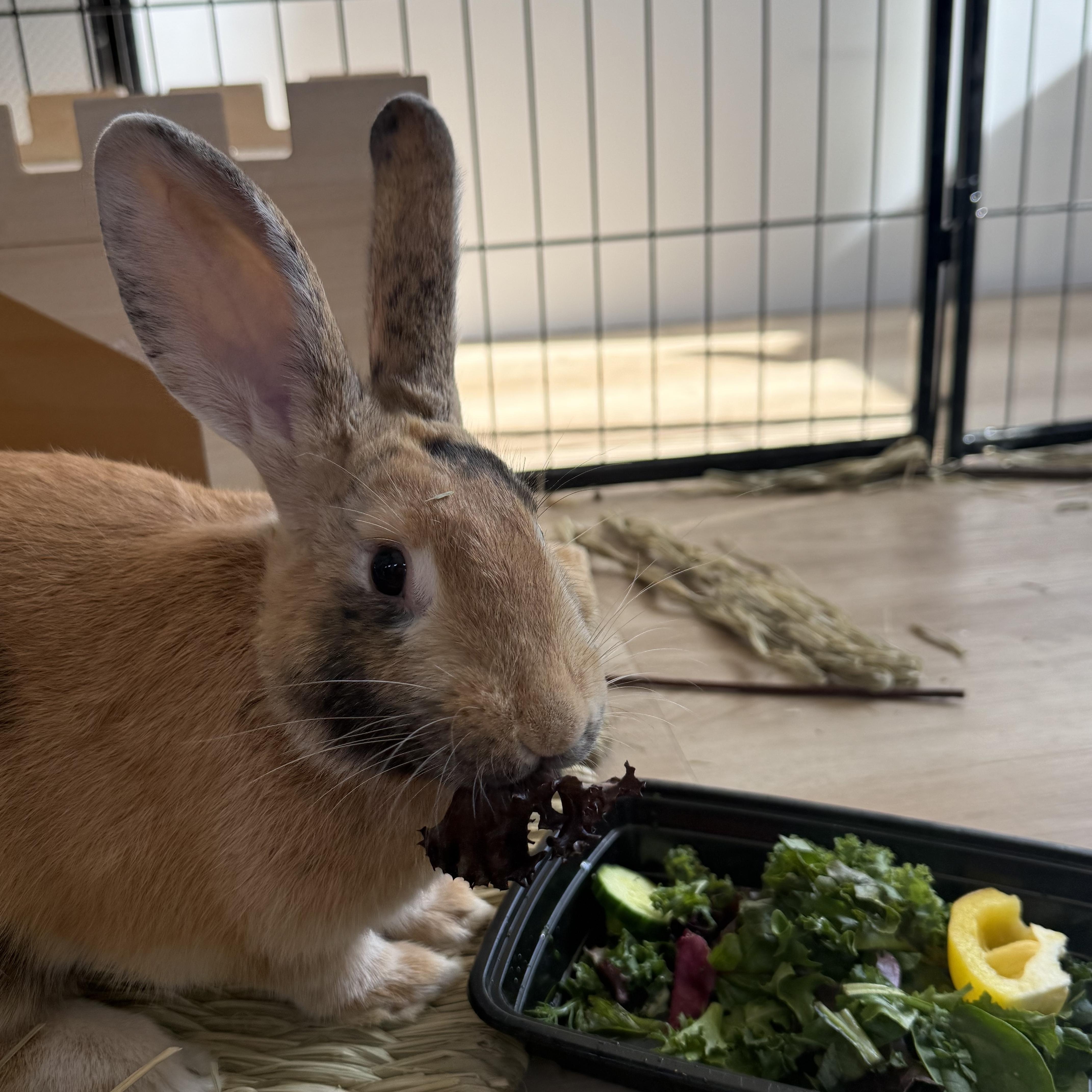 Bun Jovi , a ADOPTABLE mixed breed in Frederick, MD image 3/6