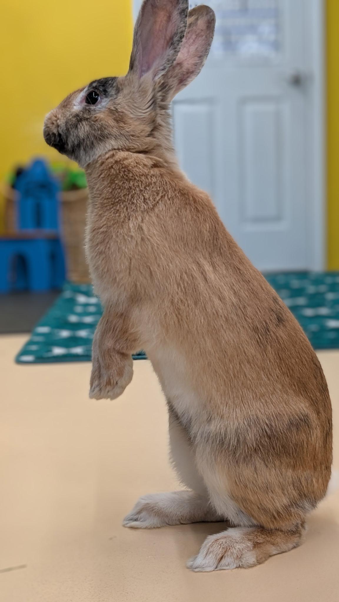 Bun Jovi , a ADOPTABLE mixed breed in Frederick, MD image 4/6