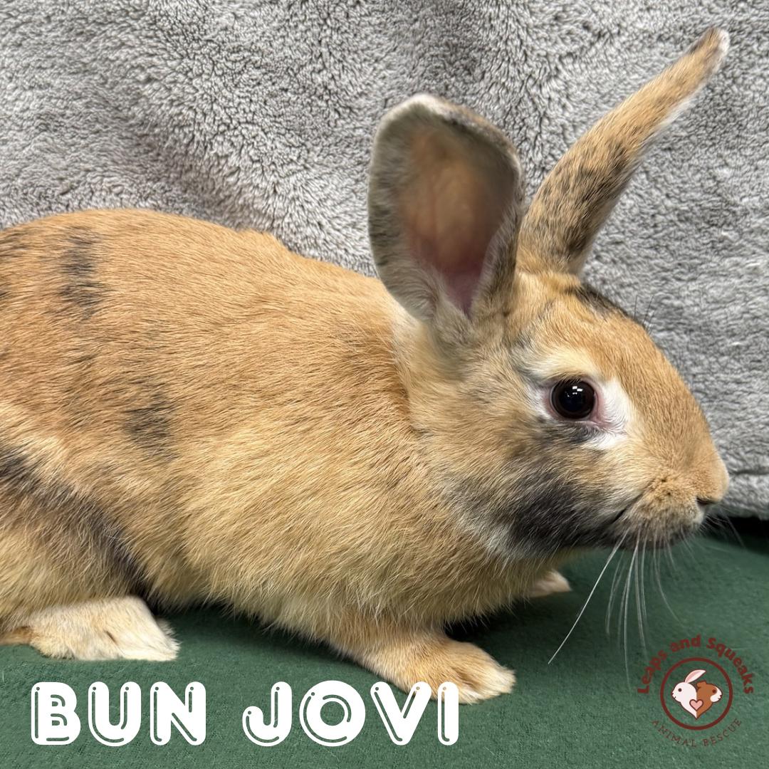 Enlarge Bun Jovi , a ADOPTABLE mixed breed in Frederick, MD image 1/4