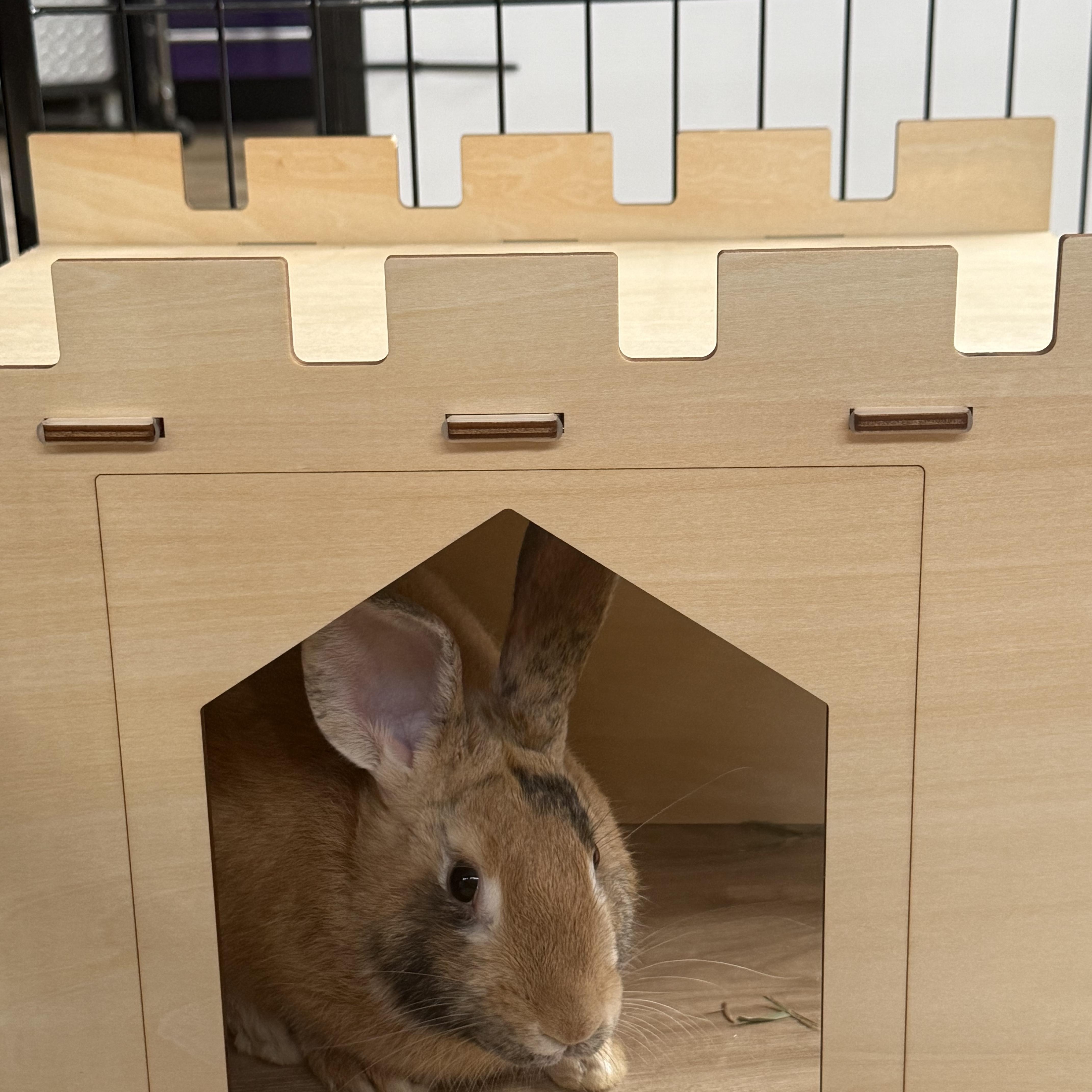 Enlarge Bun Jovi , a ADOPTABLE mixed breed in Frederick, MD image 3/4