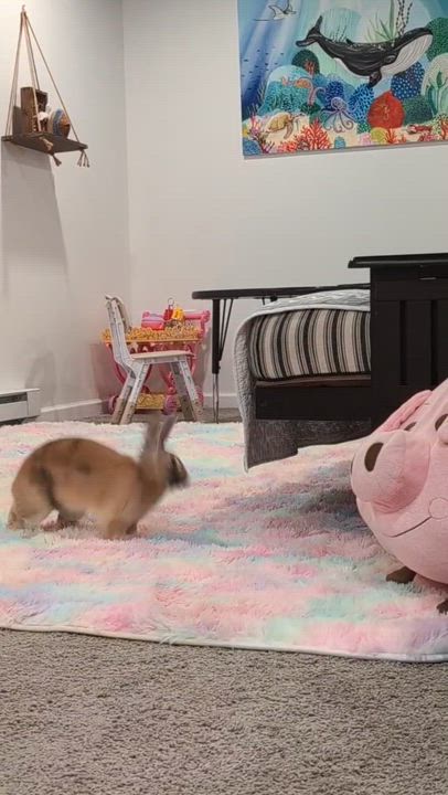 Enlarge Bun Jovi , a ADOPTABLE mixed breed in Frederick, MD video 6/6