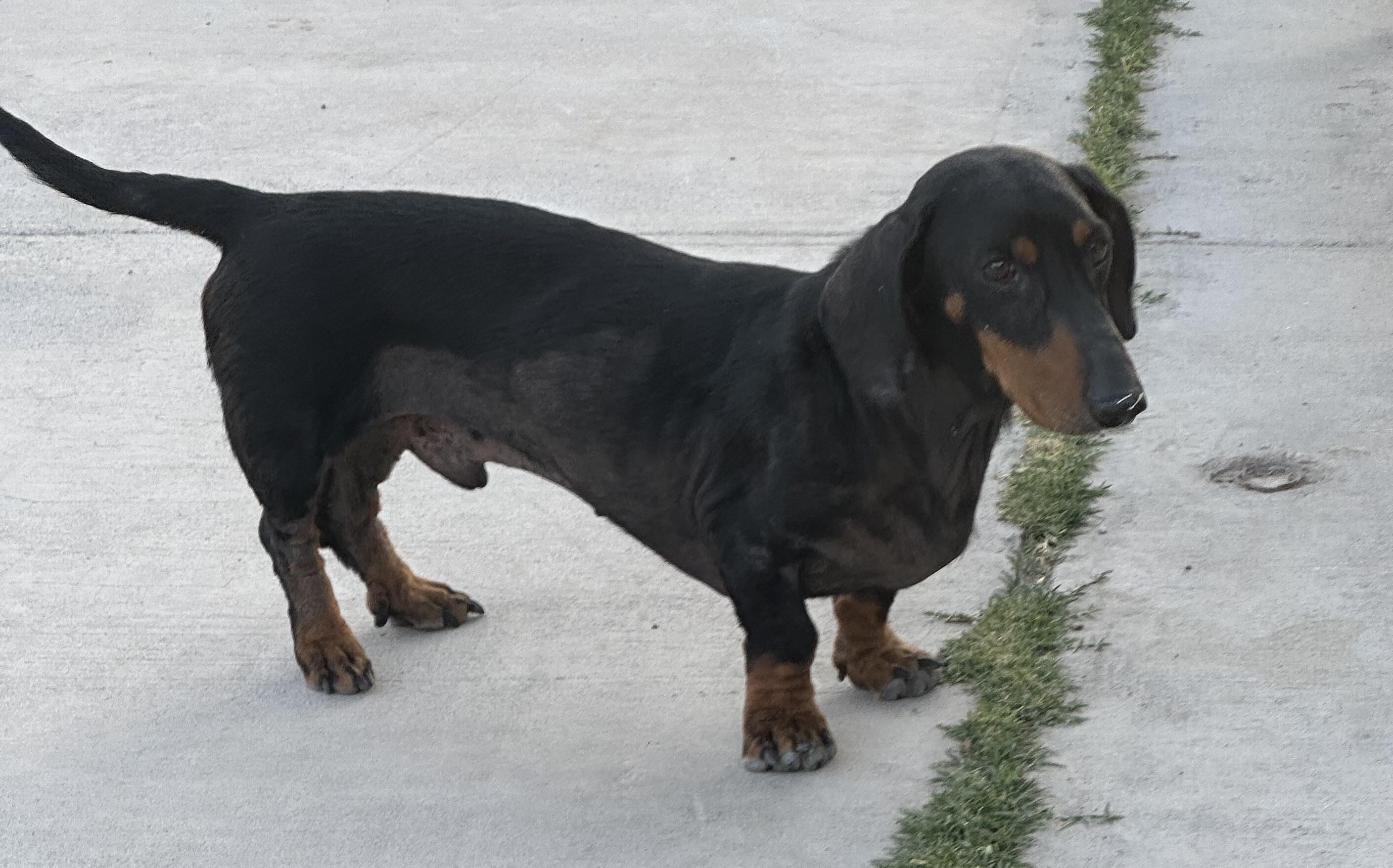 Junior, Adopted, Adult Male Dachshund.