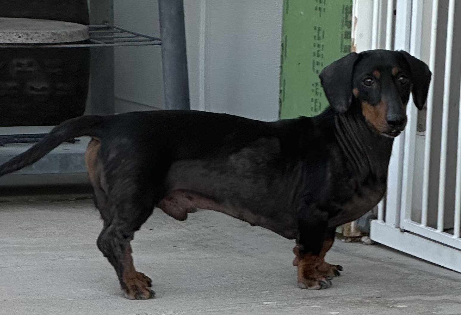 Enlarge Junior, a Adopted Dachshund in Las Vegas, NV image 2/3