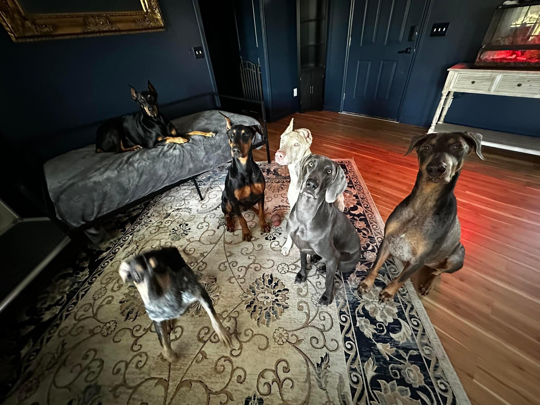 Enlarge Kyanite, a Adopted Doberman Pinscher in Jacksonville, NC image 1/6