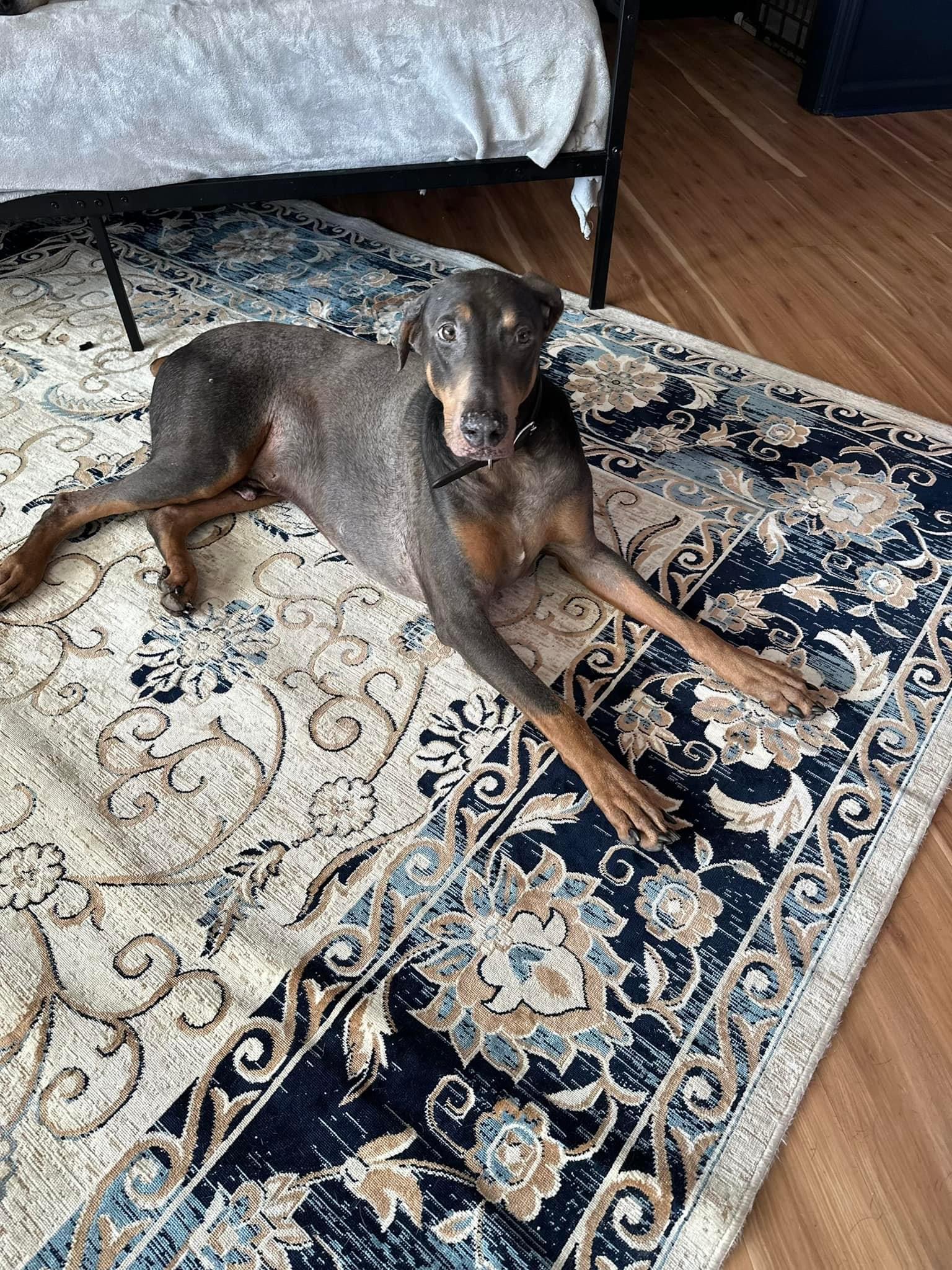 Enlarge Kyanite, a Adopted Doberman Pinscher in Jacksonville, NC image 2/6