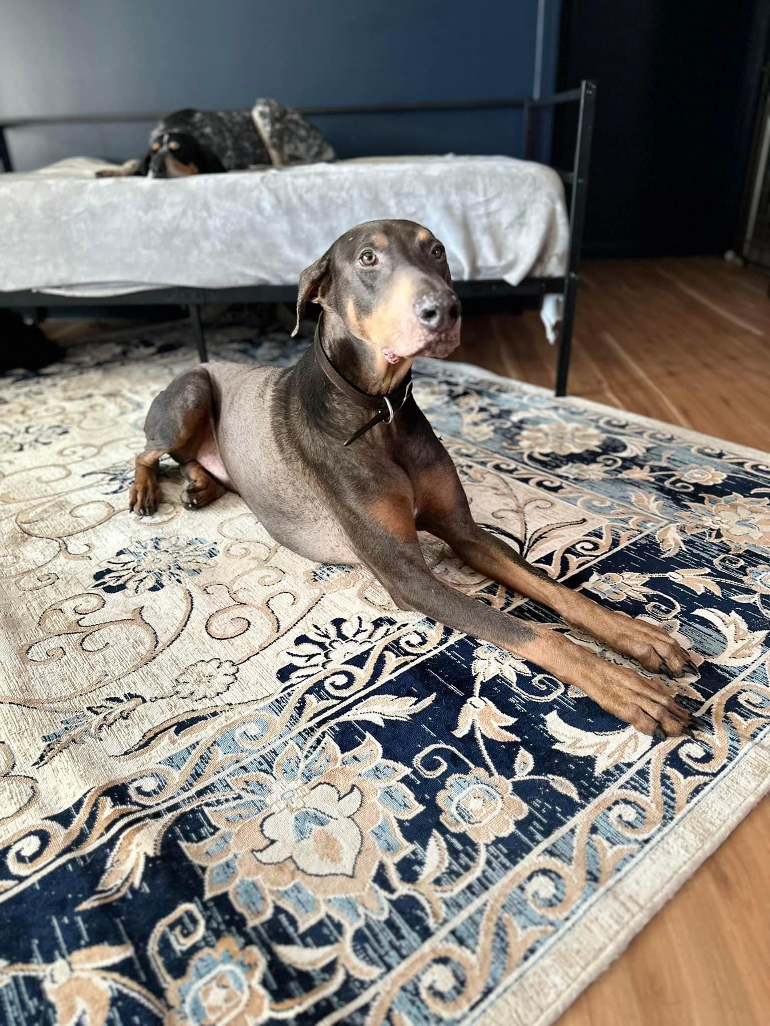 Enlarge Kyanite, a Adopted Doberman Pinscher in Jacksonville, NC image 3/6