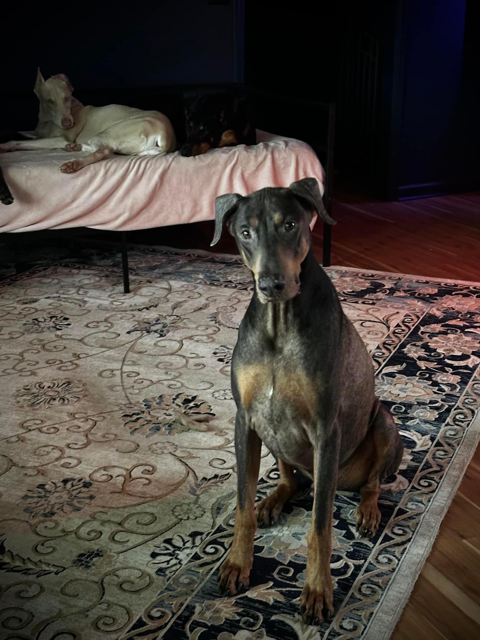 Enlarge Kyanite, a Adopted Doberman Pinscher in Jacksonville, NC image 5/6