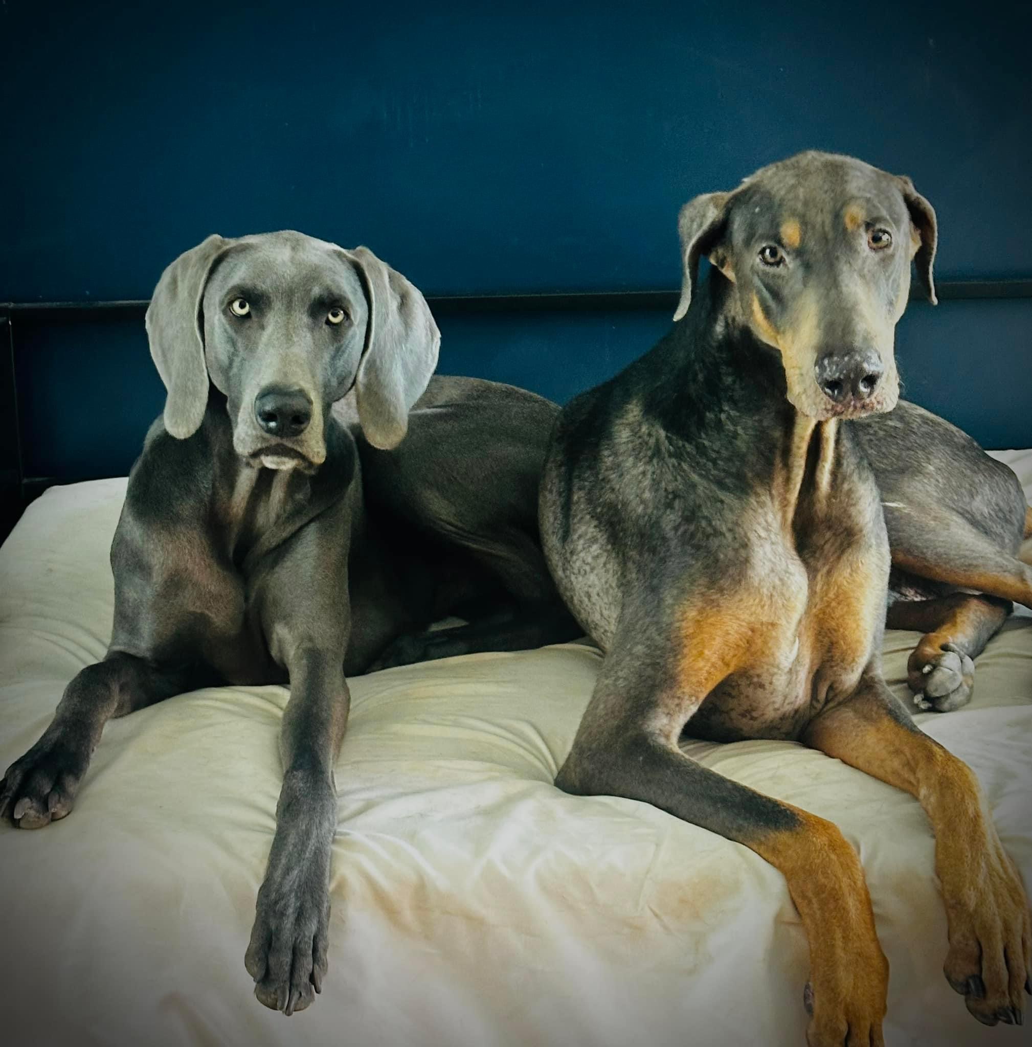 Enlarge Kyanite, a Adopted Doberman Pinscher in Jacksonville, NC image 6/6