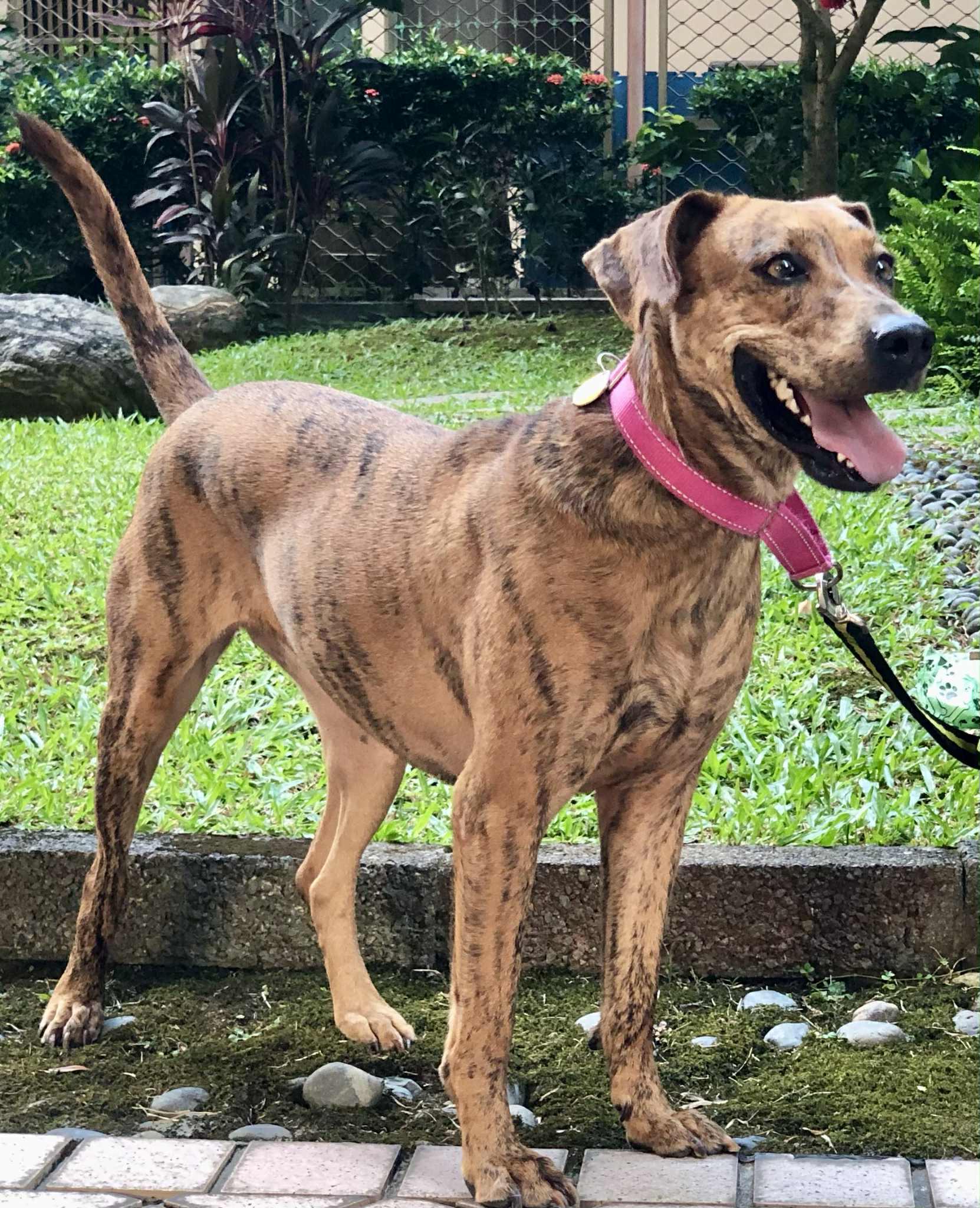 Rosie, a Adoptable mixed breed in San Mateo, CA image 1/6