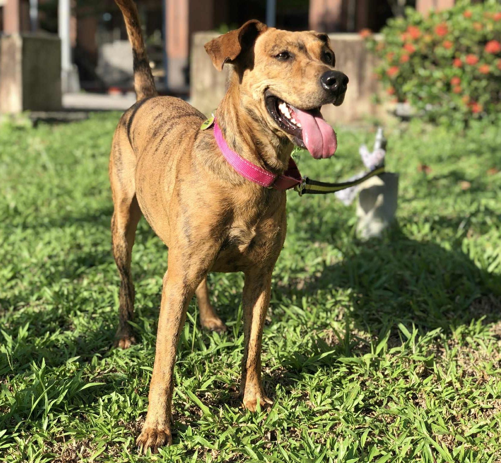 Rosie, a Adoptable mixed breed in San Mateo, CA image 3/6