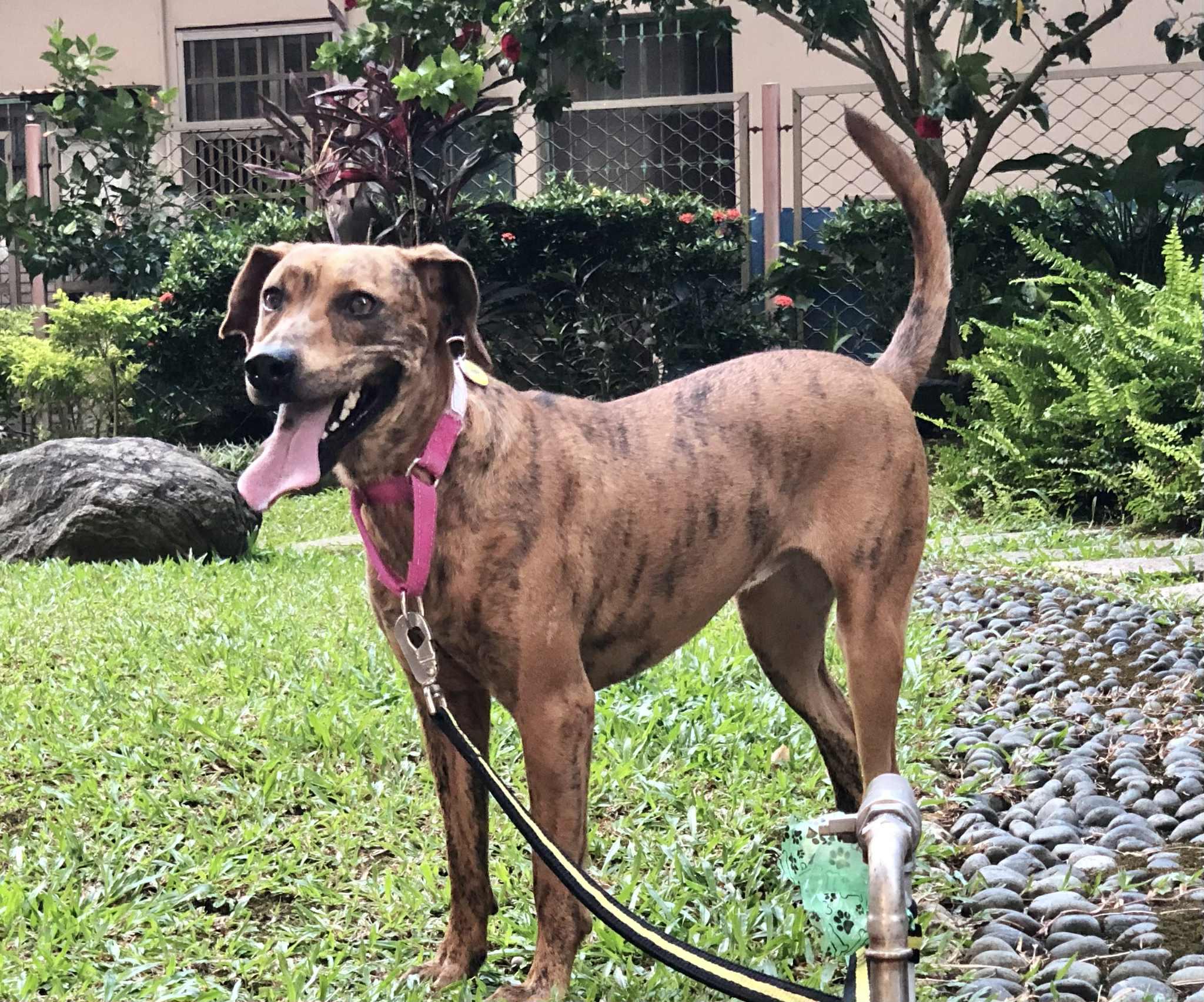 Rosie, a Adoptable mixed breed in San Mateo, CA image 5/6