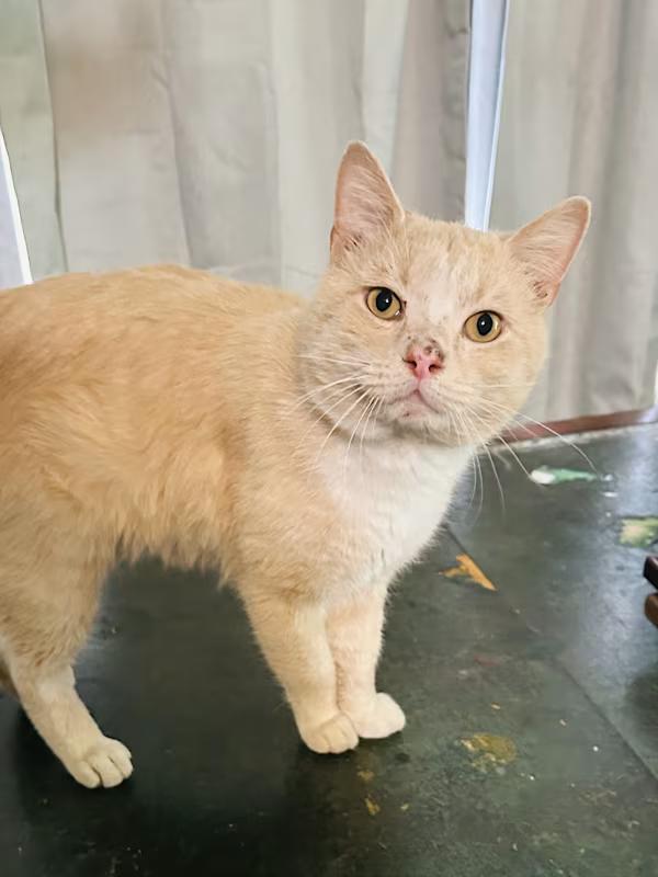 Enlarge Biscuit, a Adoptable Domestic Short Hair in Meeker, OK image 1/2