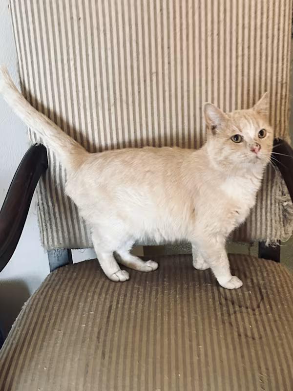 Enlarge Biscuit, a Adoptable Domestic Short Hair in Meeker, OK image 2/2