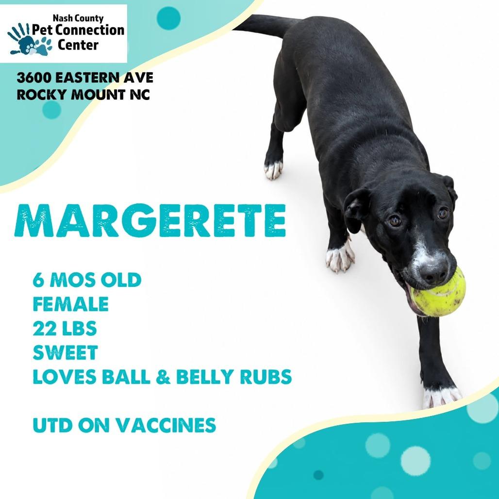 MARGARETE Available NOW - ADOPTION or RESCUE!, a Adoptable Mixed Breed in Nashville, NC image 1/3