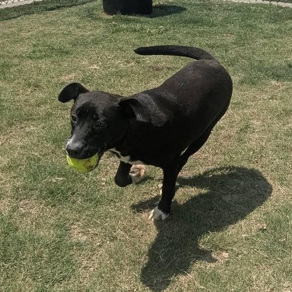 MARGARETE Available NOW - ADOPTION or RESCUE!, a Adoptable Mixed Breed in Nashville, NC image 2/3