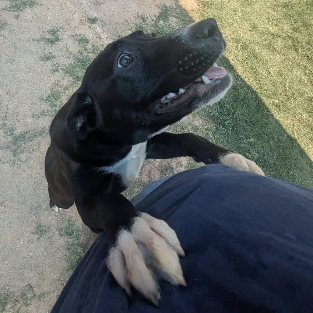 MARGARETE Available NOW - ADOPTION or RESCUE!, a Adoptable Mixed Breed in Nashville, NC image 3/3