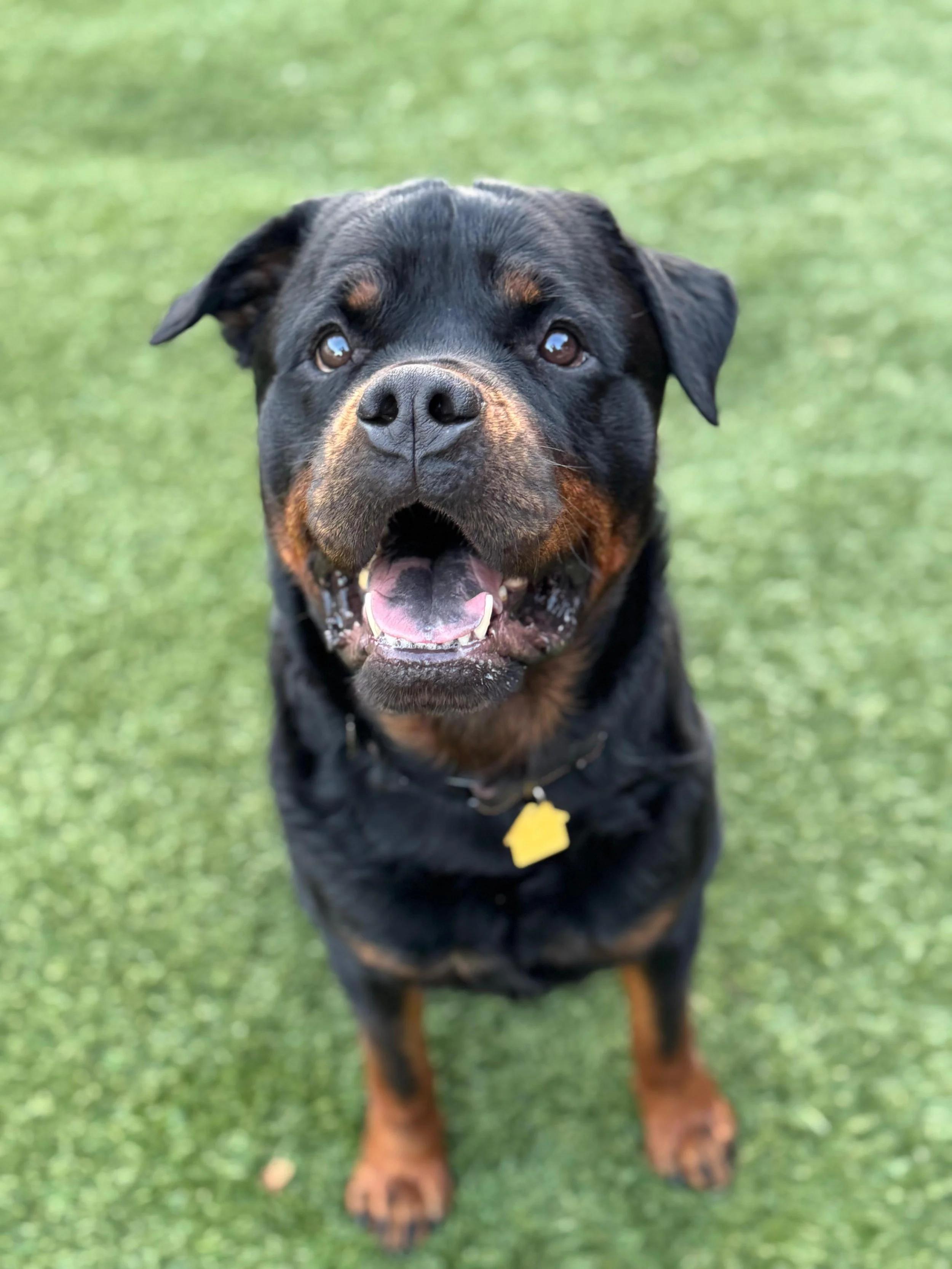Enlarge BENTLEY, a ADOPTABLE Rottweiler in San Francisco, CA image 1/1