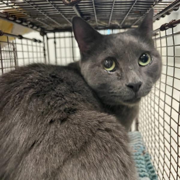 Sir Floofington, Adoptable, Adult Male Domestic Short Hair.
