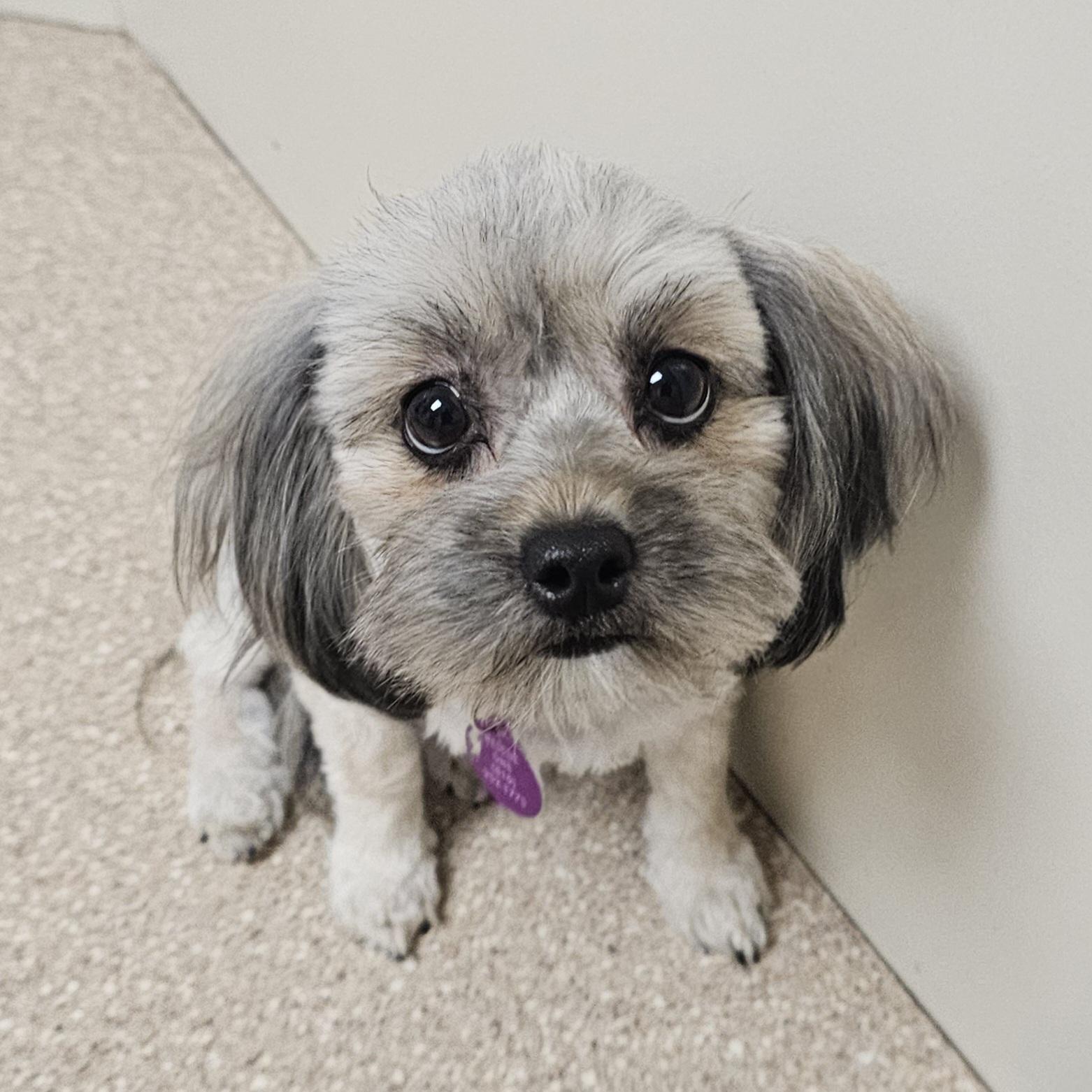 TAWNY , a Adoptable mixed breed in Fenton, MI image 6/6