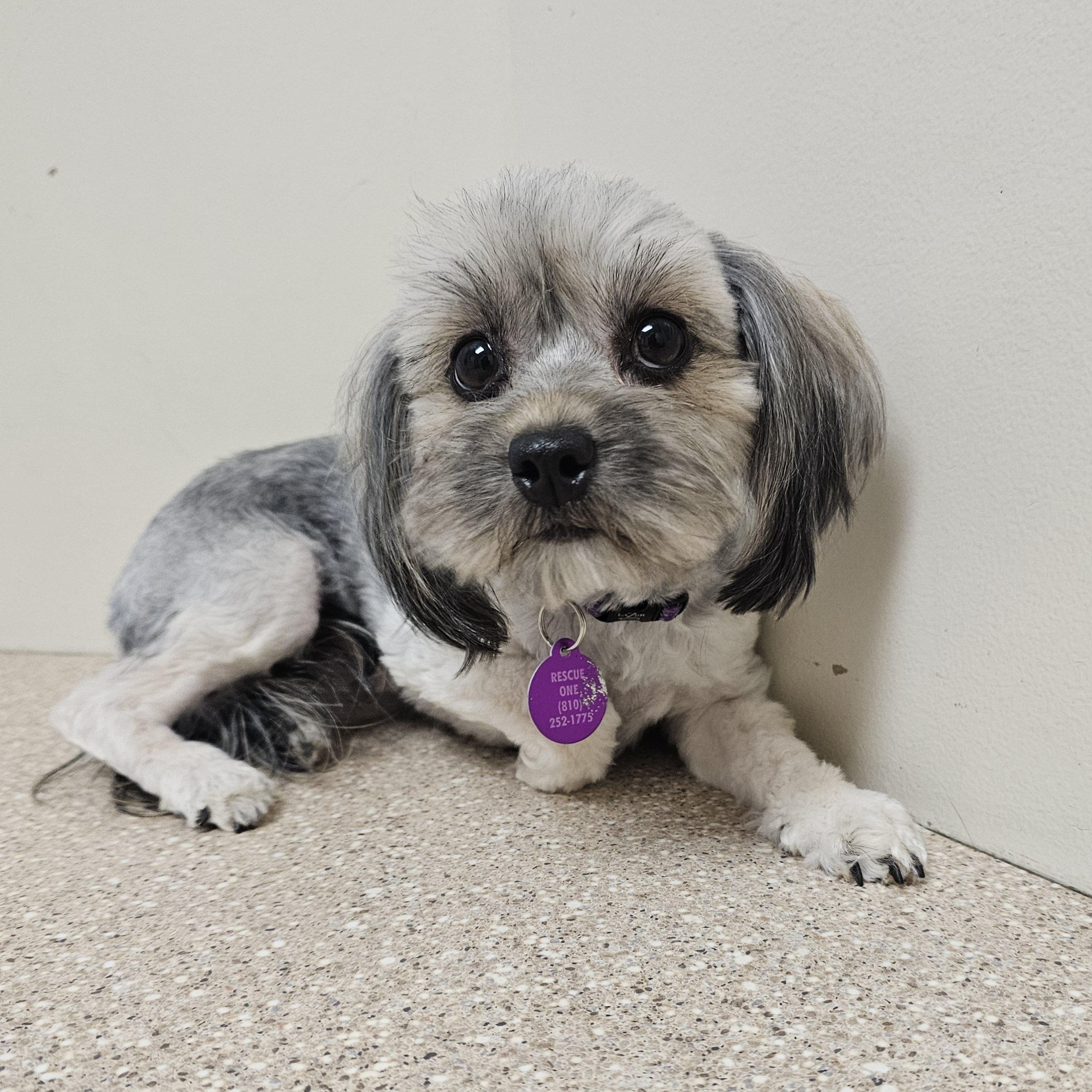 TAWNY , a Adoptable mixed breed in Fenton, MI image 4/6