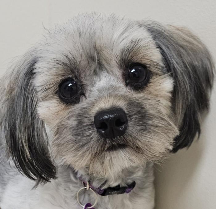 TAWNY , Adoptable, Young Female Yorkshire Terrier & Poodle.