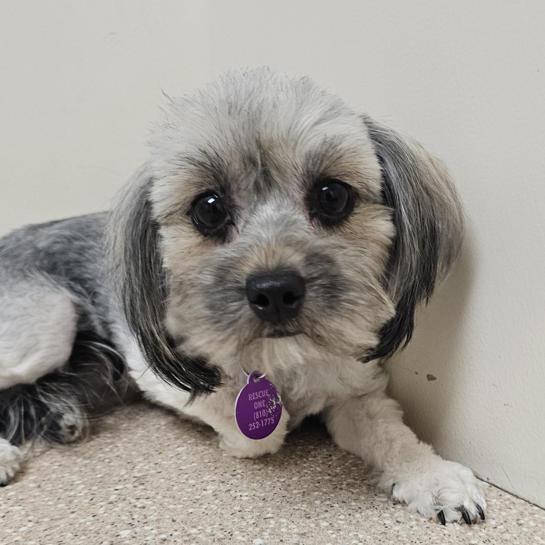 TAWNY , a Adoptable mixed breed in Fenton, MI image 5/6