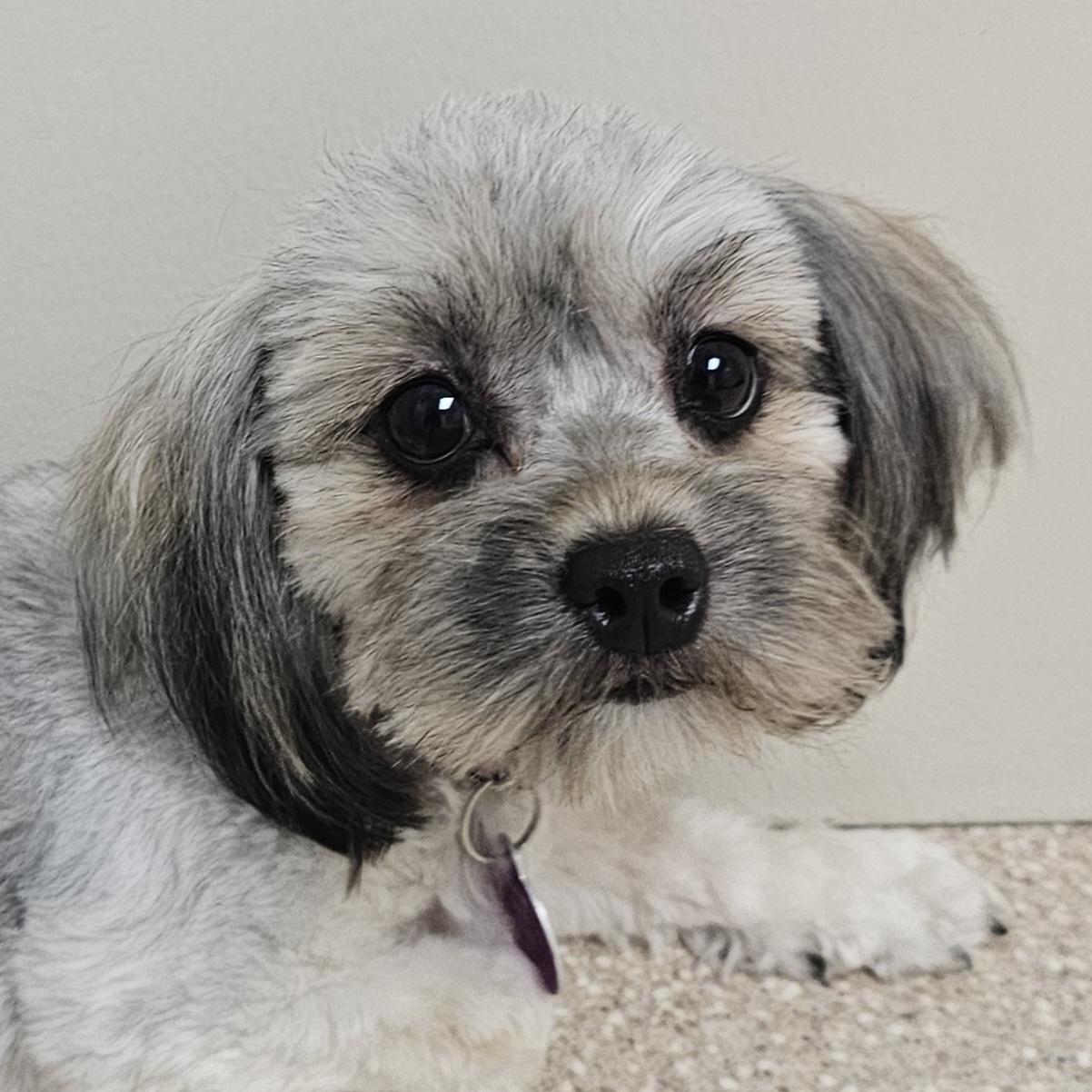 TAWNY , a Adoptable mixed breed in Fenton, MI image 3/6