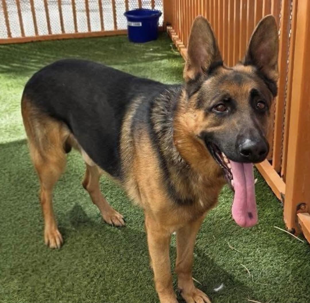 Enlarge Briggs, a Adoptable German Shepherd Dog in Plummer, ID image 2/2