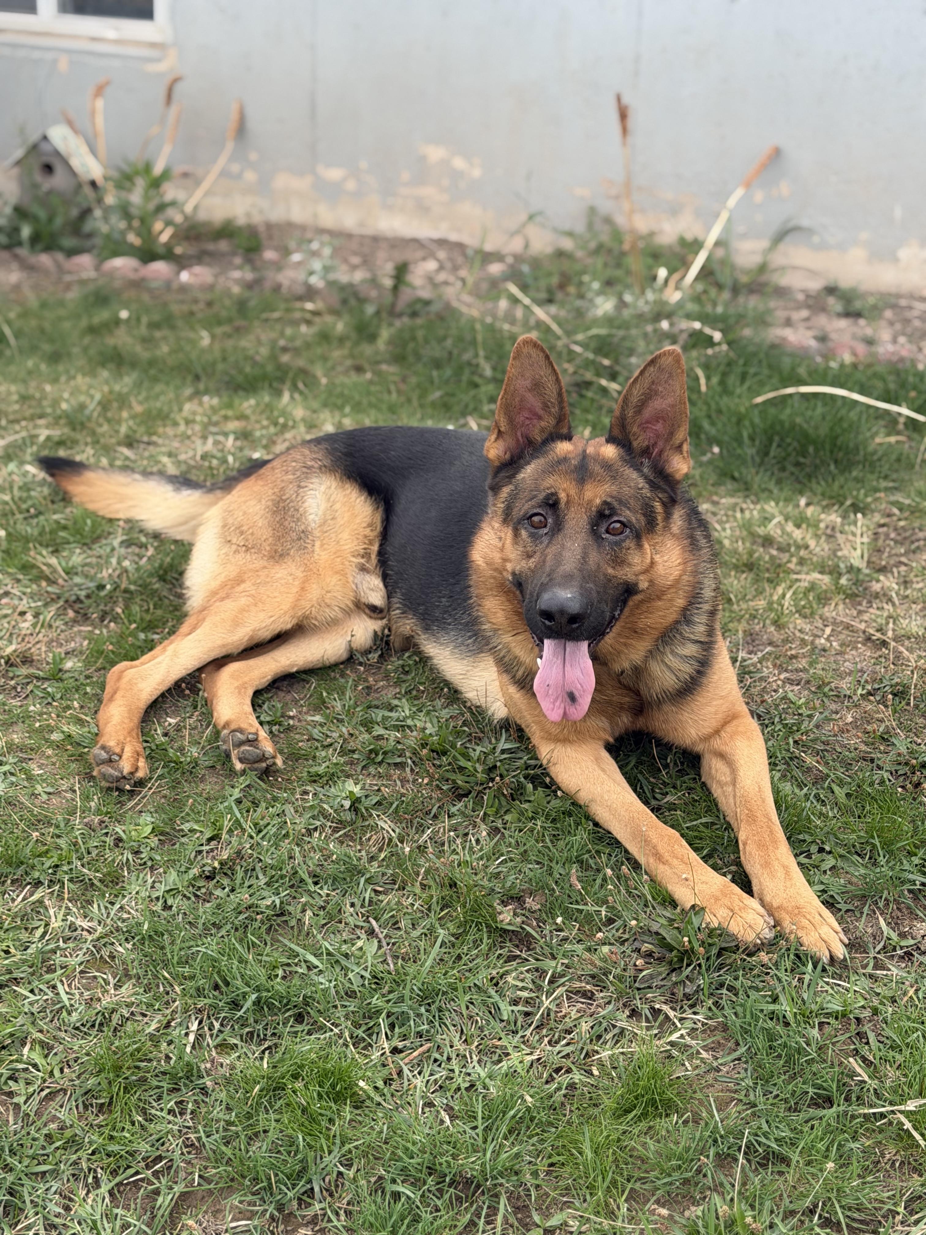 Enlarge Briggs, a Adoptable German Shepherd Dog in Plummer, ID image 1/2