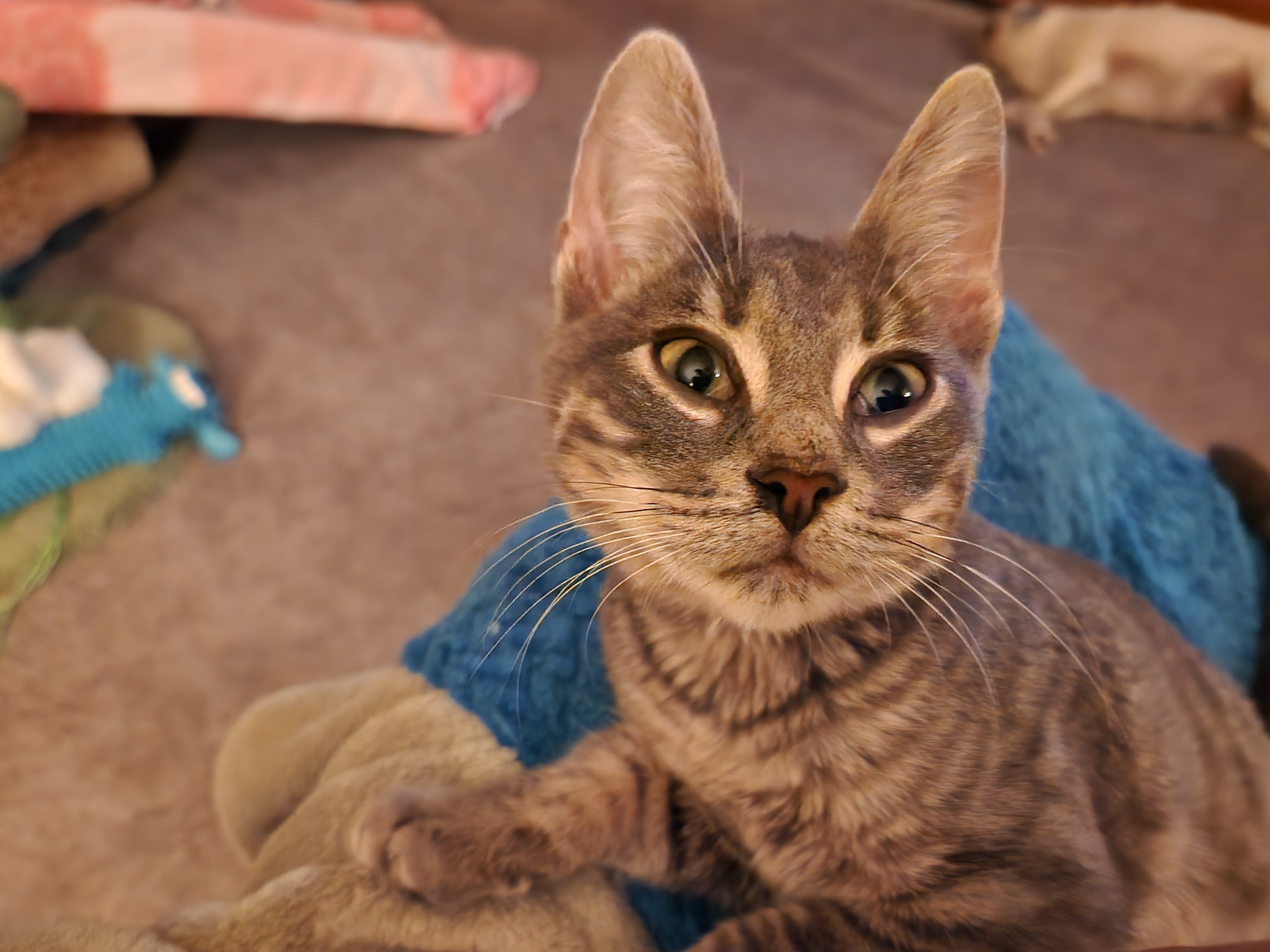 Oz, Baby Male Domestic Short Hair