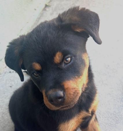 Enlarge Dolly, a ADOPTABLE Rottweiler in Los Angeles, CA image 3/6