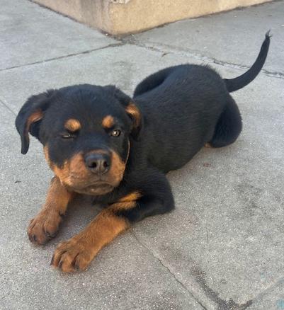 Enlarge Dolly, a ADOPTABLE Rottweiler in Los Angeles, CA image 6/6