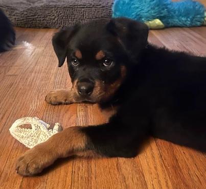 Enlarge Dolly, a ADOPTABLE Rottweiler in Los Angeles, CA image 2/6