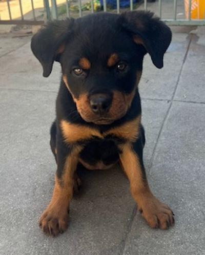 Enlarge Dolly, a ADOPTABLE Rottweiler in Los Angeles, CA image 5/6