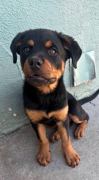 Enlarge Dolly, a ADOPTABLE Rottweiler in Los Angeles, CA image 4/6
