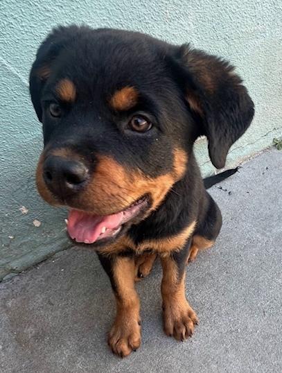Enlarge Dolly, a ADOPTABLE Rottweiler in Los Angeles, CA image 1/6